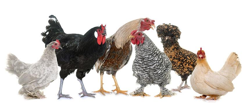 The Wonderful World Of Chickens About Chickens Chickens Guide